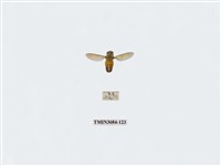 藏品(雙翅目)的圖片